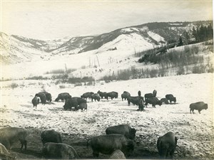 Image description is not available for PHO-4-W689-221